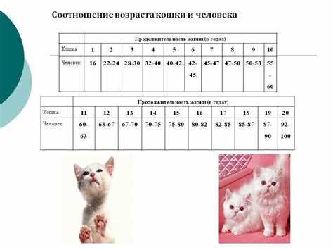 Сколько лет кошке по человеческим меркам: расчет возраста и особенности Сколько лет кошке по человеческим меркам: расчет возраста и особенности