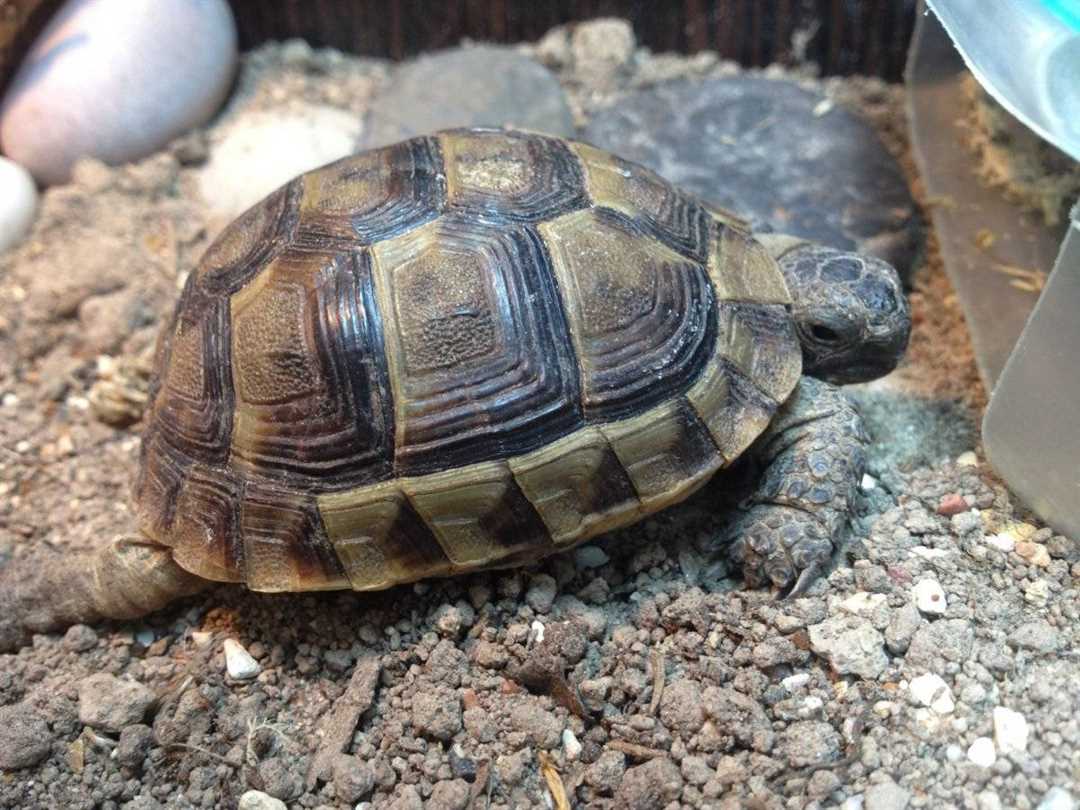 Подстилка и увлажнение