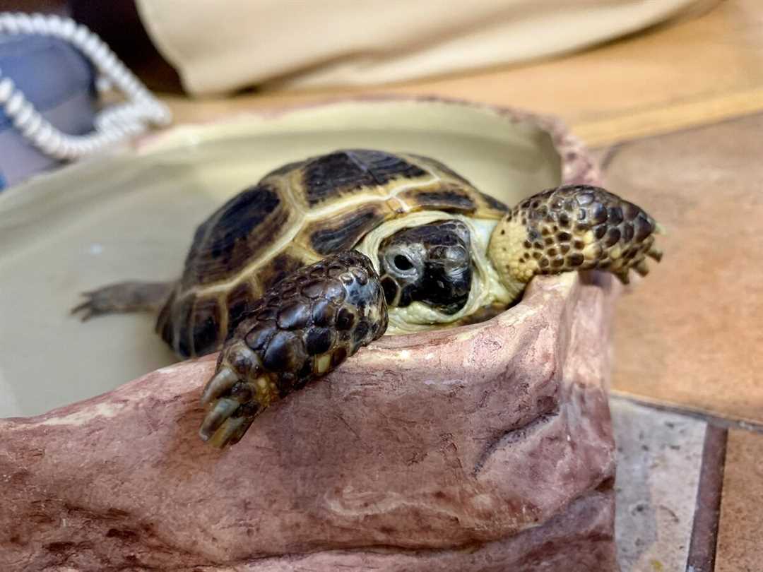 Сколько лет живет черепаха в домашних условиях?