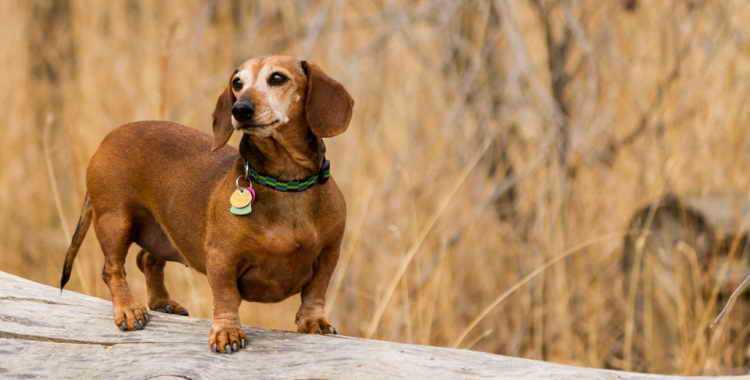 Статьи о животных