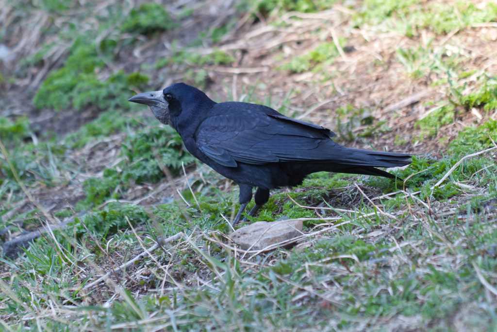 Ум и интеллект