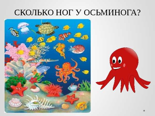 Сколько ног у осьминога