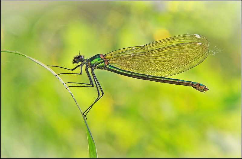 Сколько ног у стрекозы ответ Сколько ног у стрекозы ответ