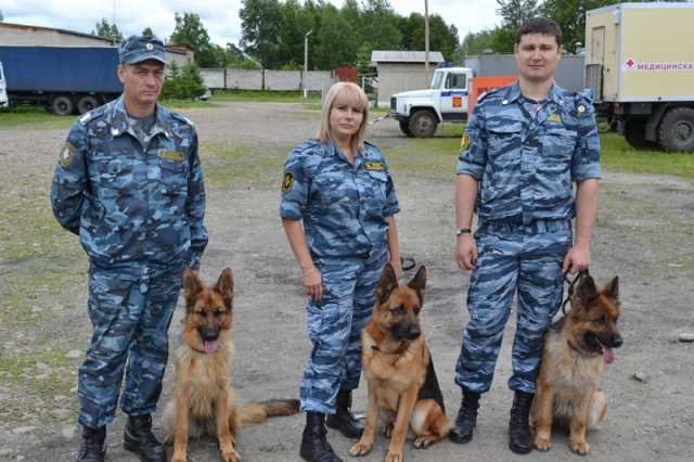 Сколько получают кинологи Сколько получают кинологи