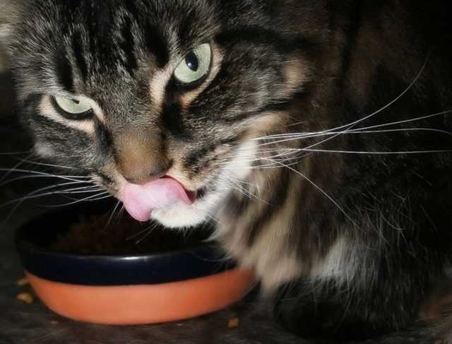 Сколько раз в день нужно кормить кошку: рекомендации ветеринаров