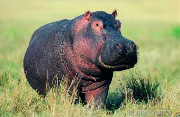 Сколько весит бегемот: факты и интересные тонкости