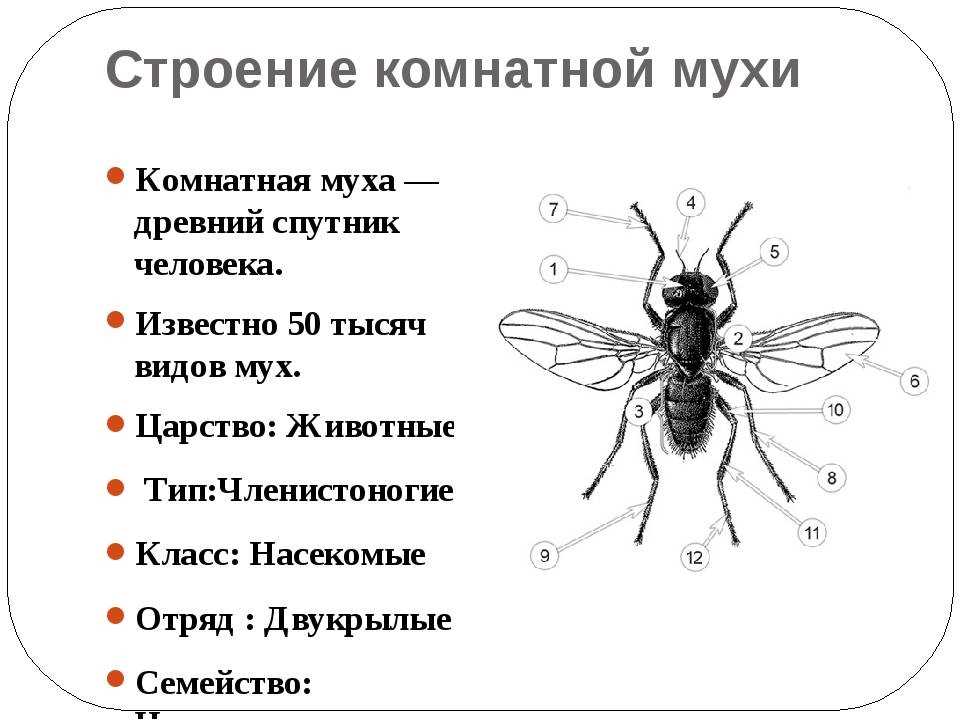 Сколько живет муха обыкновенная: факторы, влияющие на продолжительность жизни