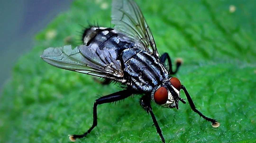 «Сколько весит муха: интересные факты и сравнения с другими насекомыми»