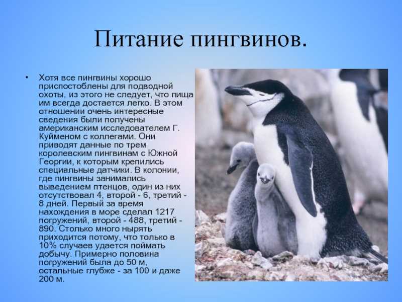 Пингвины: млекопитающие или нет?