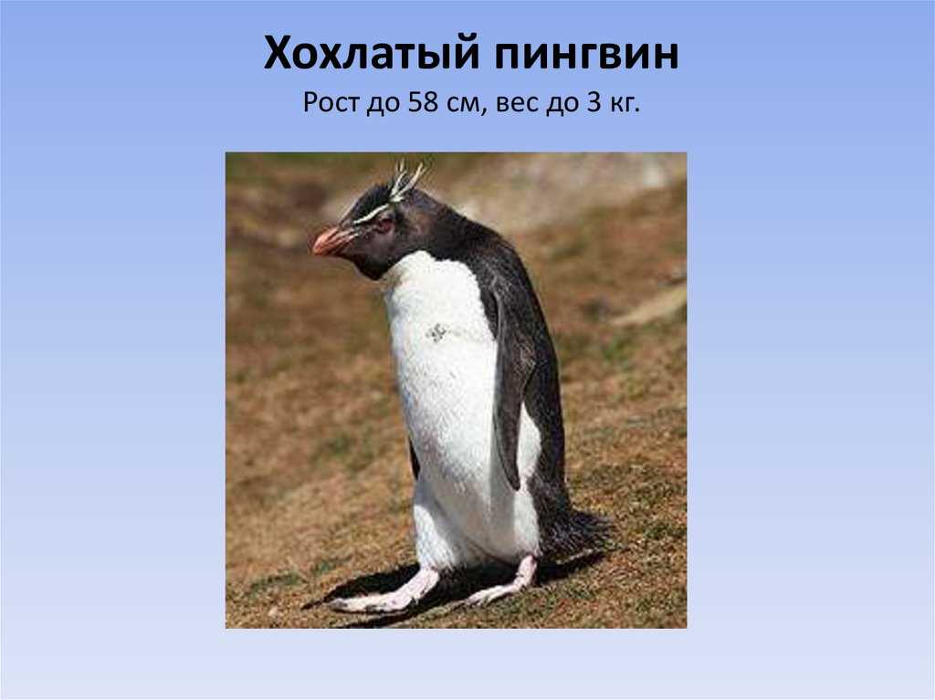 Сколько весит пингвин Сколько весит пингвин