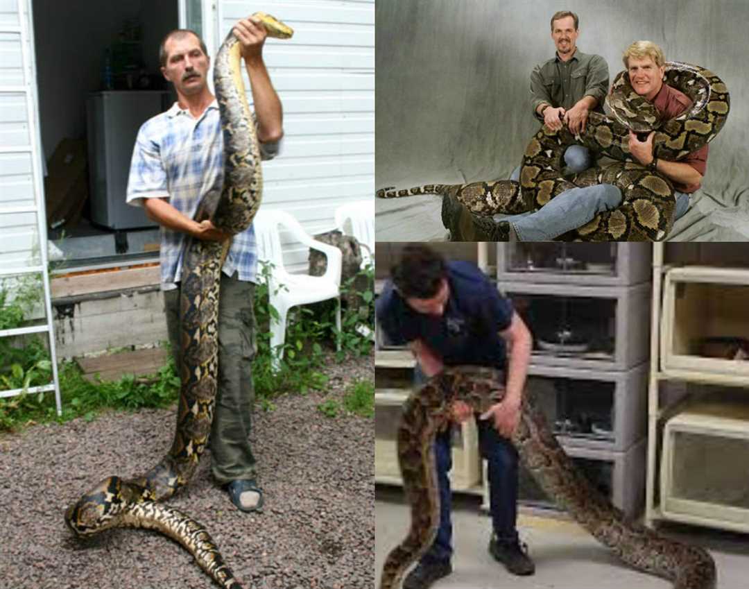 Какой длины питон