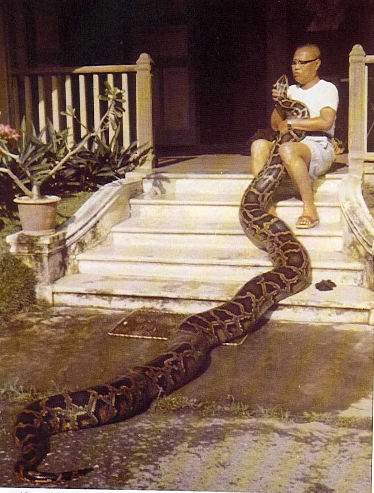 Где обитает питон?