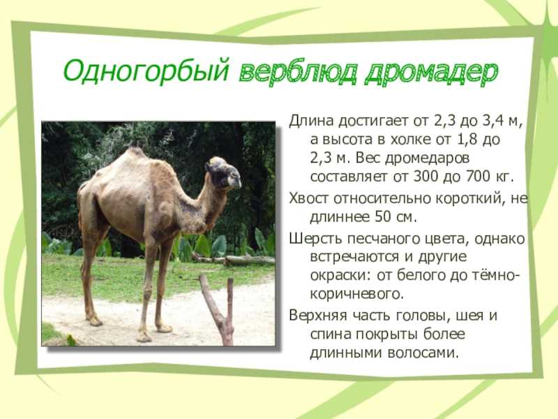 Описание животного - верблюд