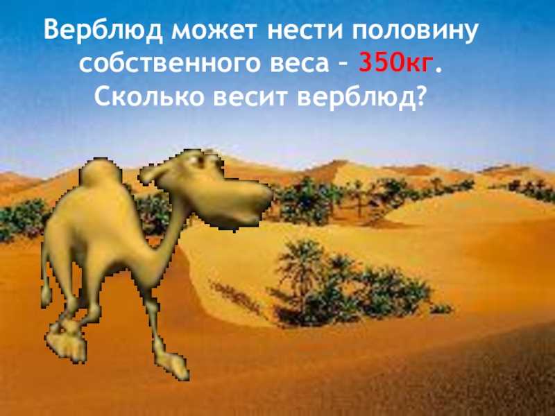 Количество век у верблюда в сравнении с другими животными