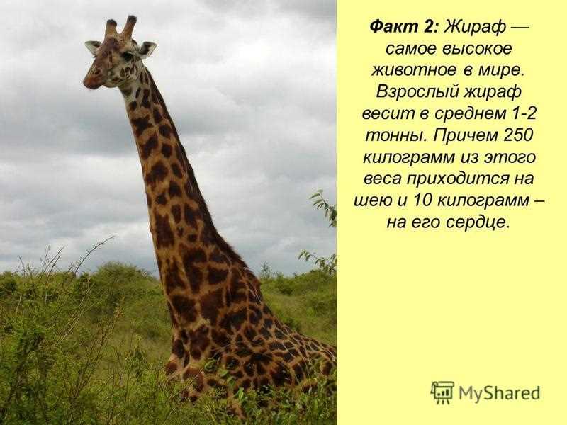 Сколько весит жираф