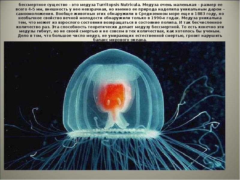 Гигантские медузы: фото и особенности