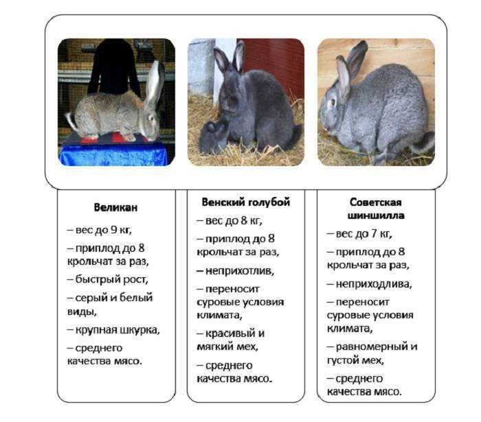 Сколько живут декоративные кролики в домашних условиях: основные факторы влияющие на продолжительность жизни Сколько живут декоративные кролики в домашних условиях: основные факторы влияющие на продолжительность жизни