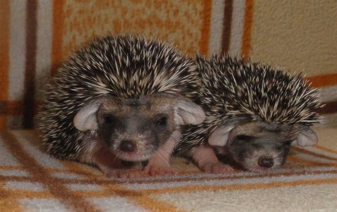 Сколько лет живут ежики в домашних условиях