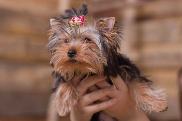 Как увеличить продолжительность жизни йоркширских терьеров