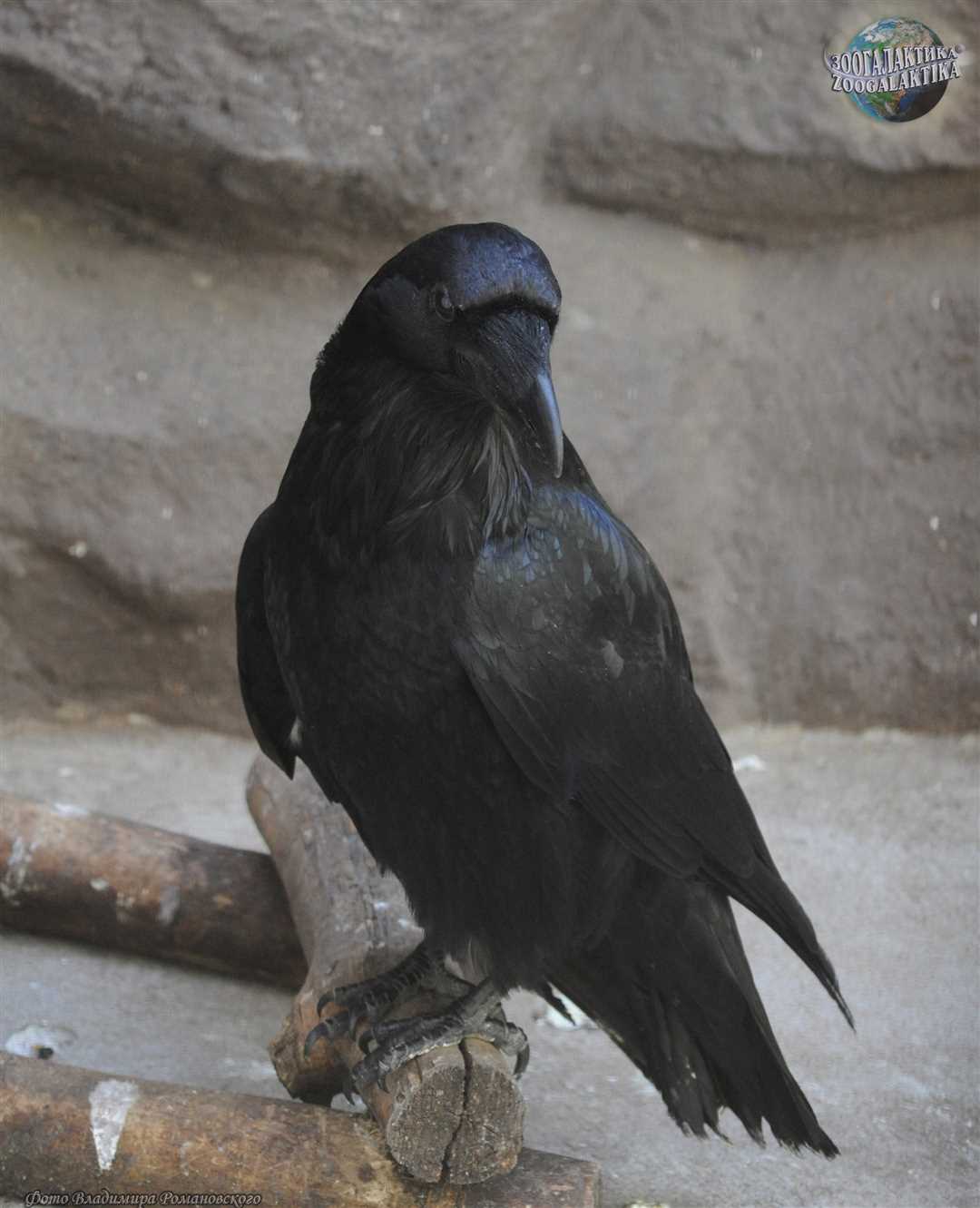 Сколько живут вороны: примерный век жизни и факторы, влияющие на долголетие