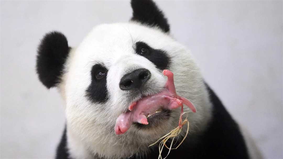 Сколько стоит малая красная панда в России?