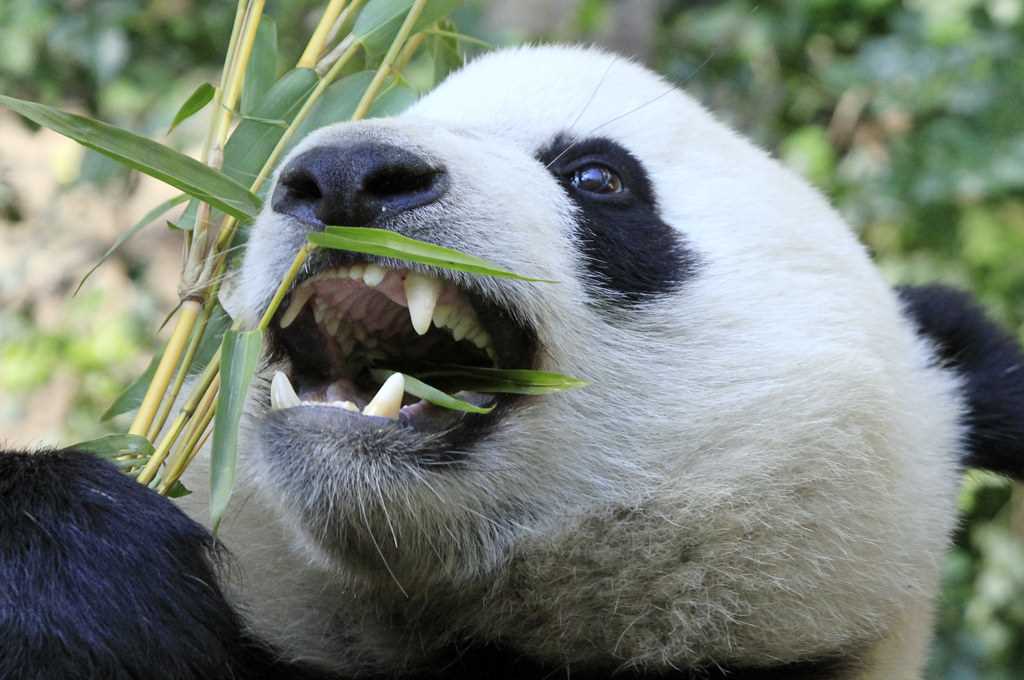 Какие животные вредные. Большая Панда хищник. Циньлинская Панда. Зубы панды. Челюсть панды.