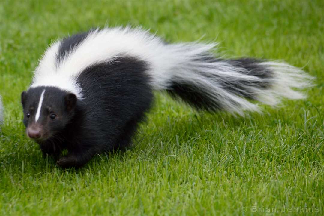 Кто такой скунс в мире животных?