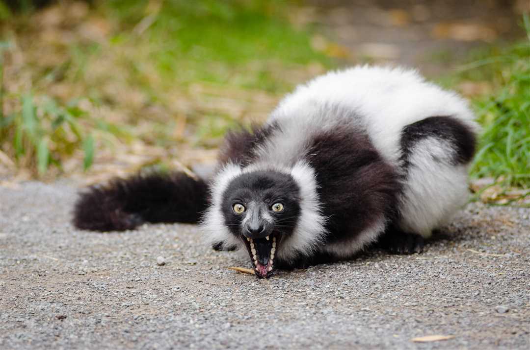 Скунс: фото животное Скунс фото животное
