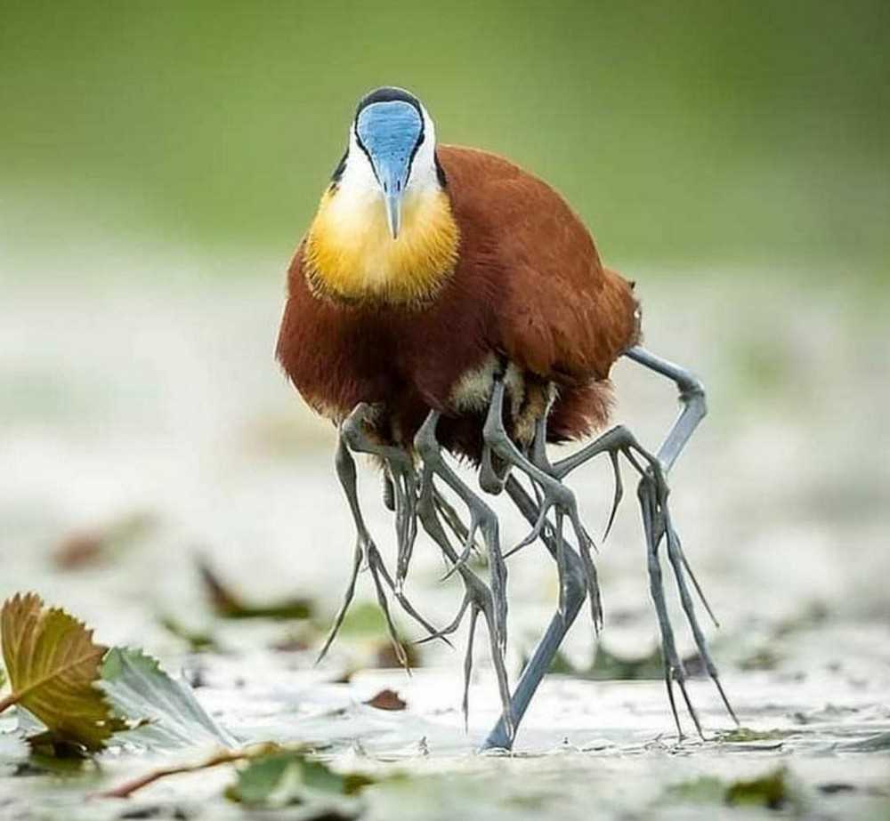 Птица с хохотливым именем