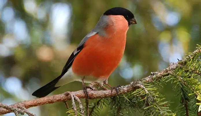 Снегирь: описание, фото и интересные факты о птице