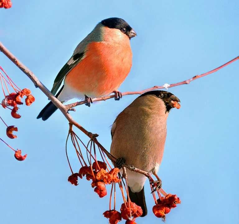 Основные источники пищи