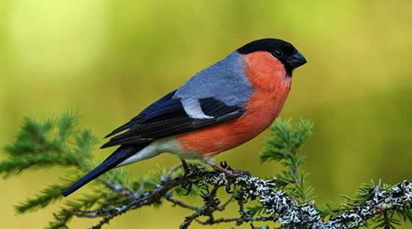 Снегири: род птиц, описание, особенности, места обитания