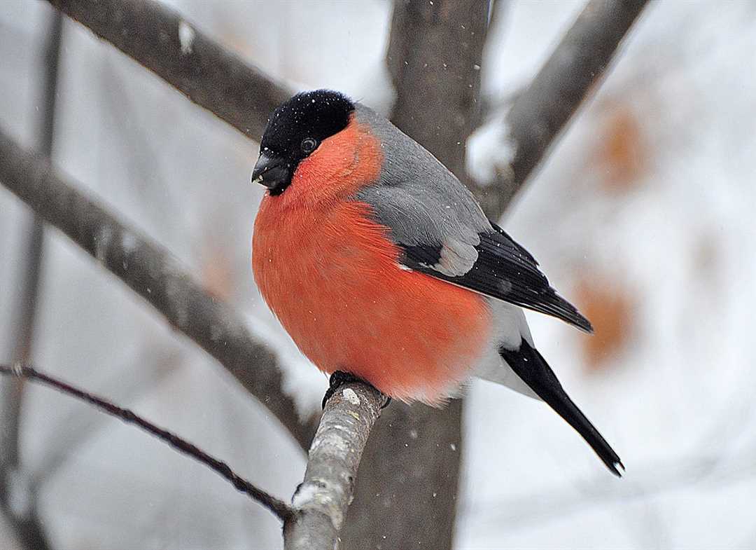 Откуда прилетают снегири и когда они прилетают в Россию?