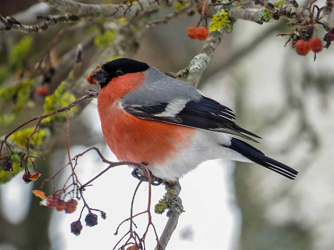 Снегири род птиц