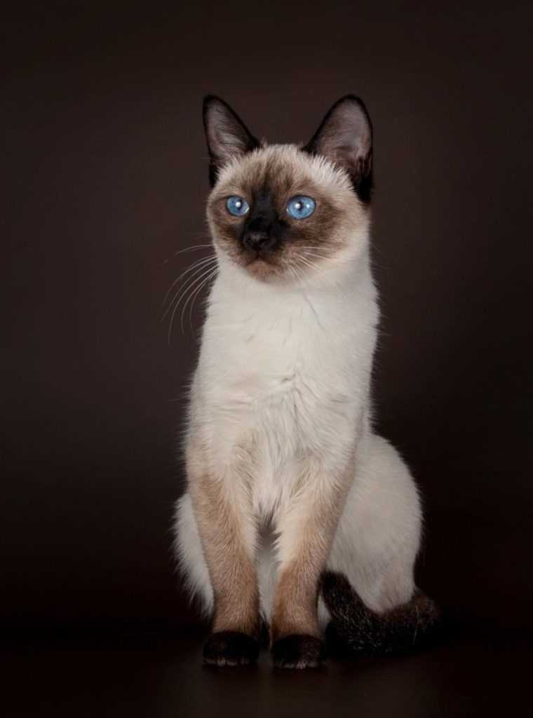 Снежная красота: фотографии сноу шу кошек