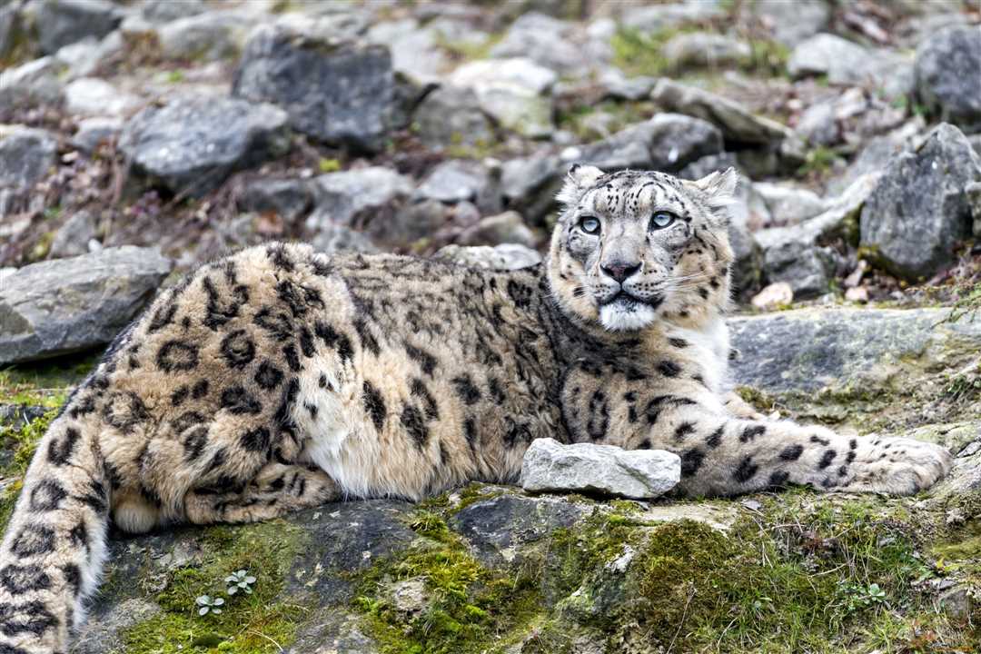 Снежный барс фото