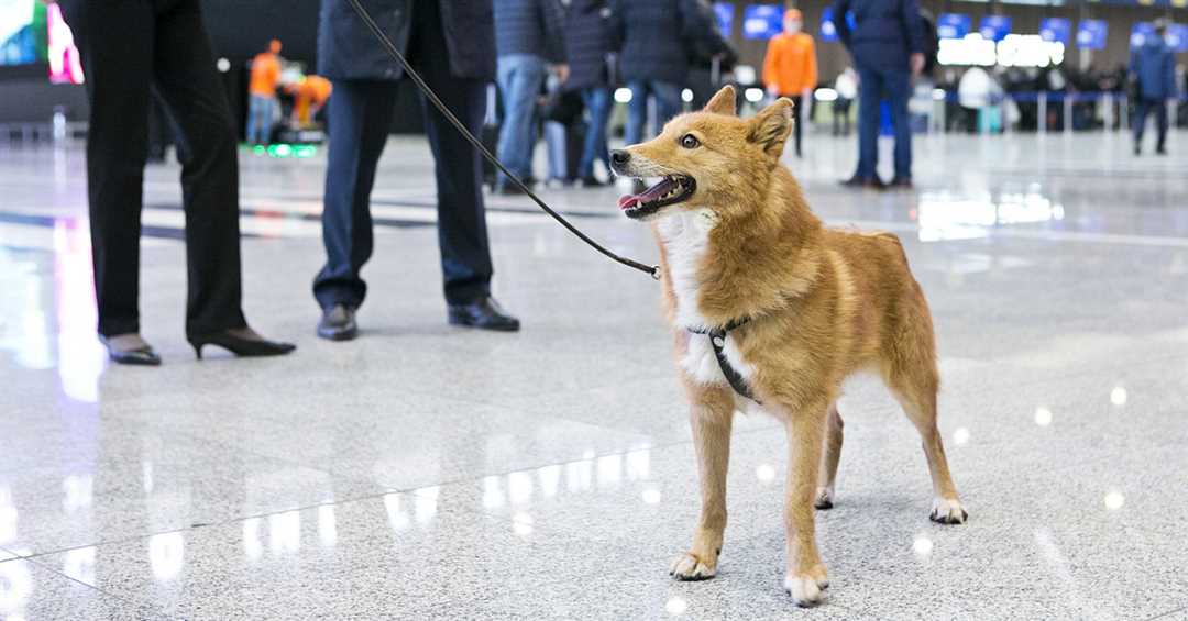 Собака сулимова википедия