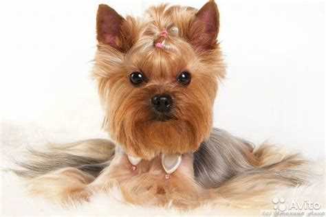 Собаки и кошки: отличия и сходства, лучшие породы и правила ухода Собаки и кошки: отличия и сходства, лучшие породы и правила ухода