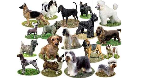 Крупные породы