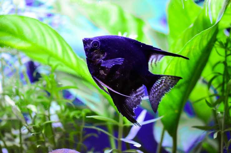 Подходящие условия для обитания