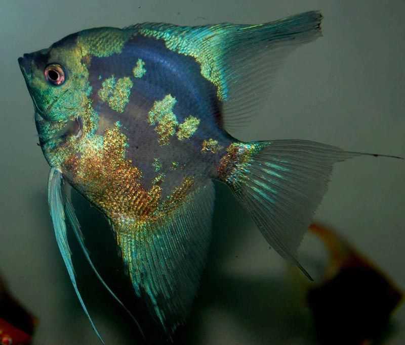 Содержание и уход за скалярией: секреты успешного разведения в домашних условиях</t Содержание и уход за скалярией: секреты успешного разведения в домашних условиях</t