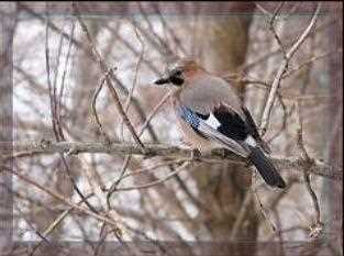 Природные области