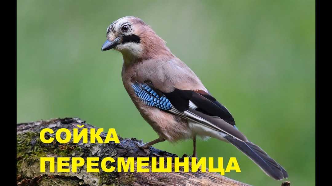 Сойка пересмешница: описание, особенности и привычки
