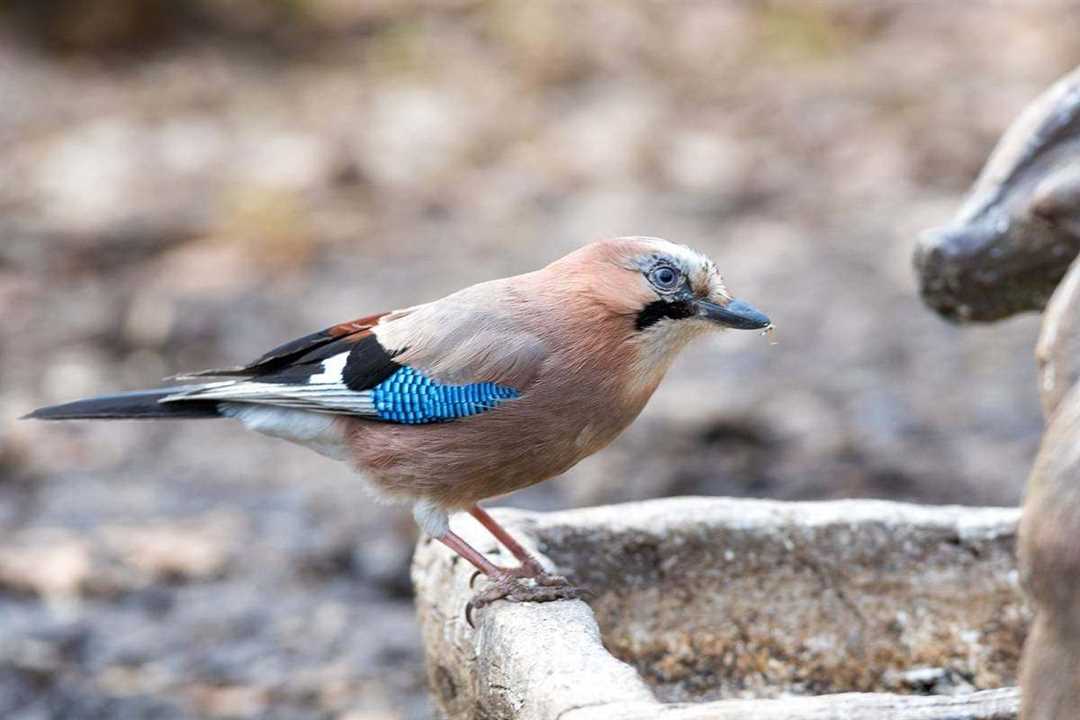 Интересные факты