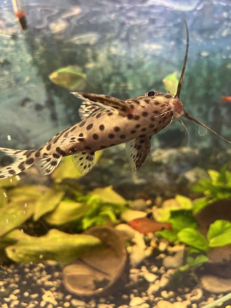 Общие принципы совместимости