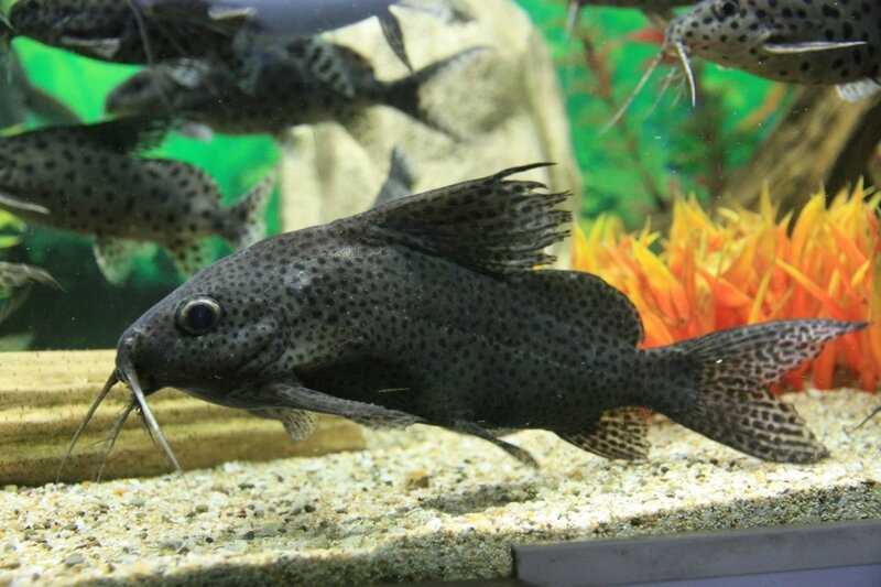 Погрузитесь в мир красоты: фотографии сомика кукушки