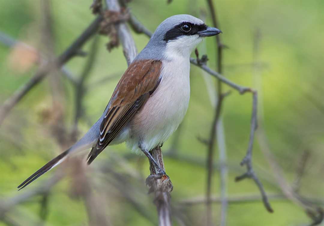 Что такое сорокопут?