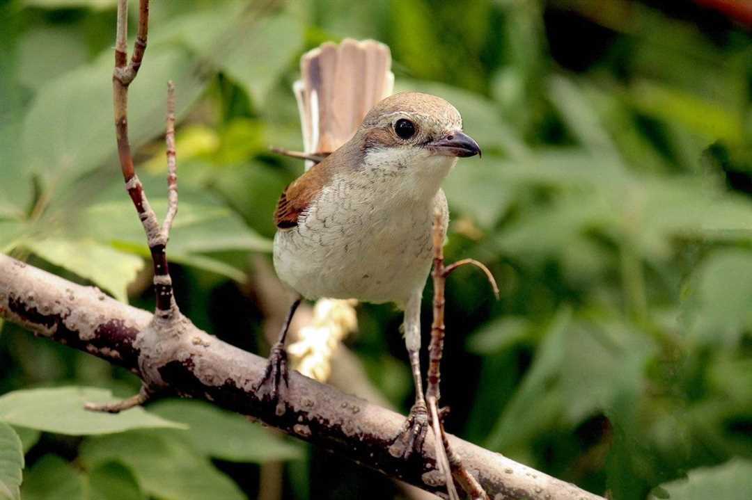 Сорокопут жулан фото Сорокопут жулан фото