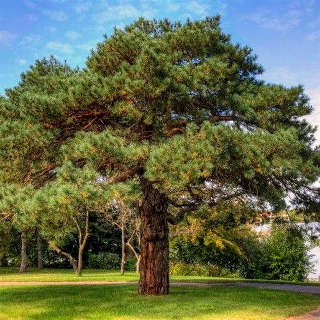 Сосна кедровая: виды, описание и фото