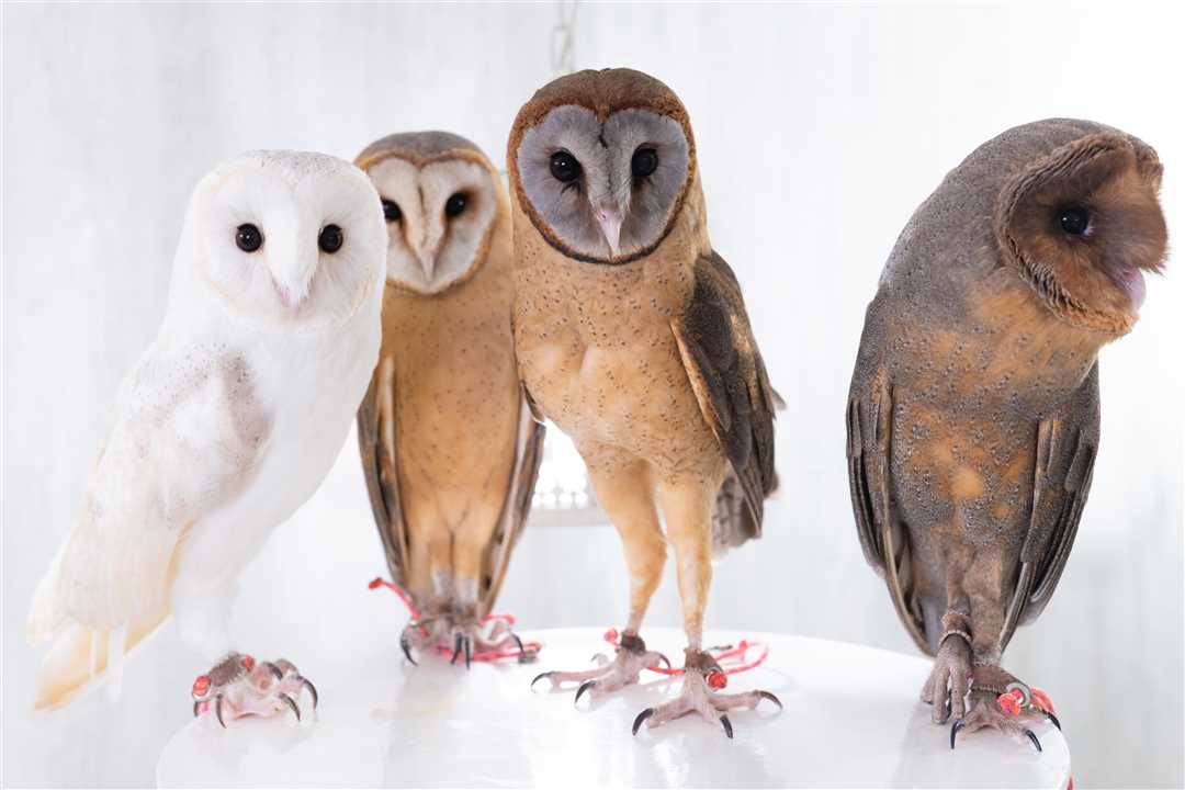 Сова сипуха фото: узнайте больше о зверятах